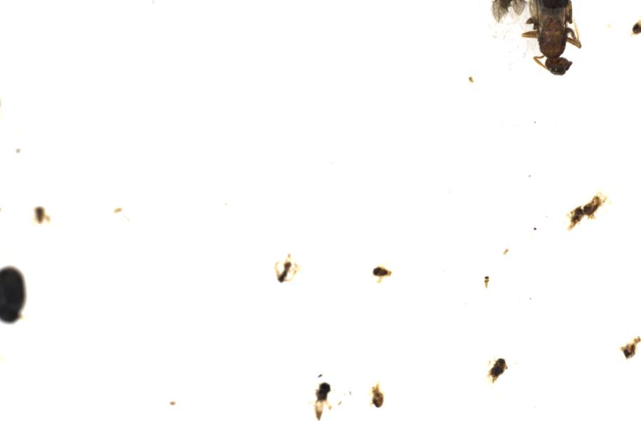 Image 42